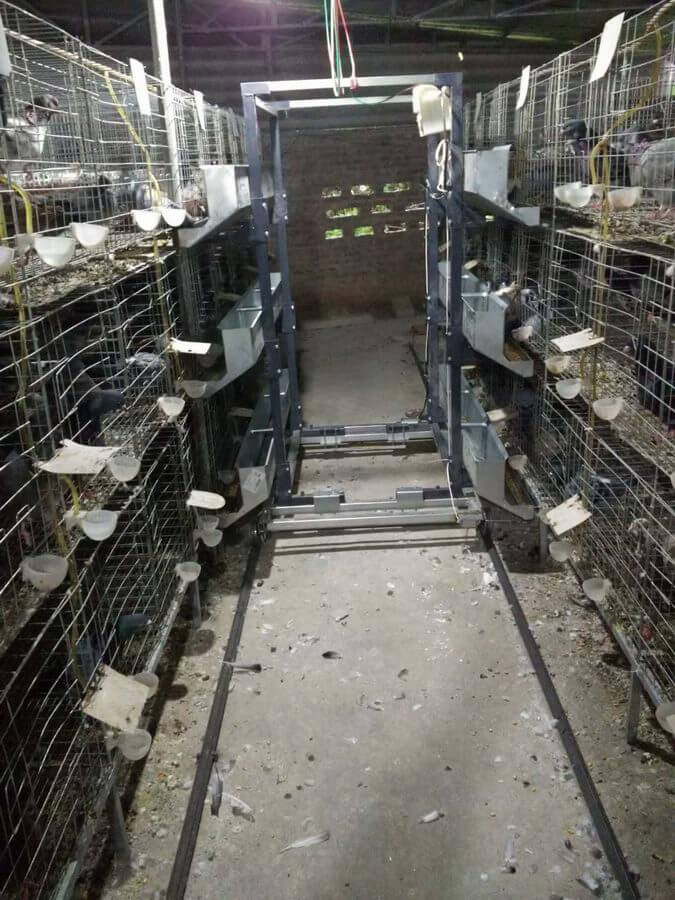 鸽子自动喂料设备